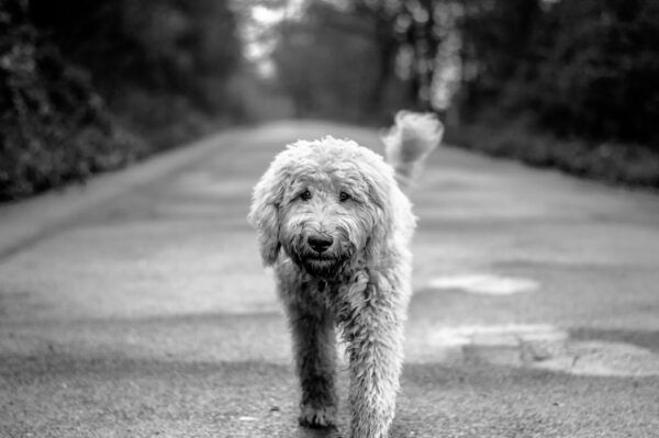 Walking dog
