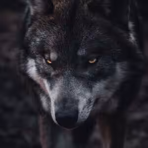 The wolf
