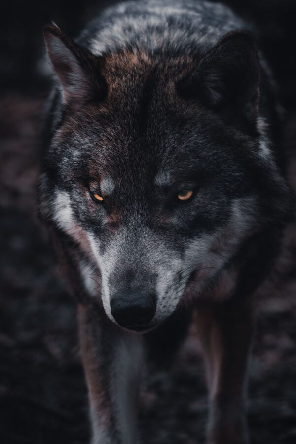 The wolf