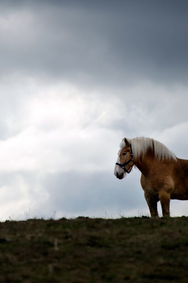 The horse