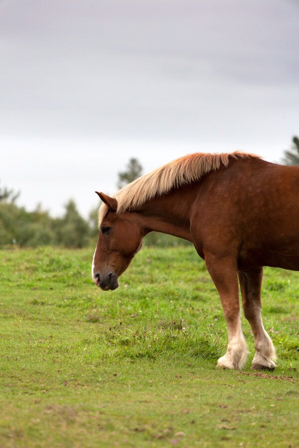 Horse