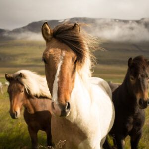 The horses