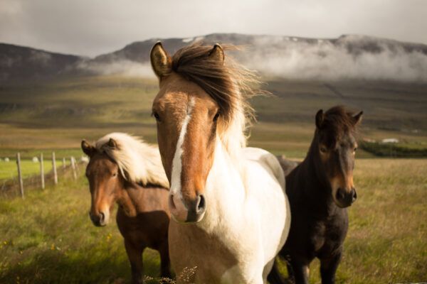 The horses