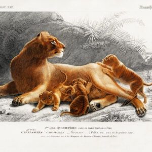 Lioness