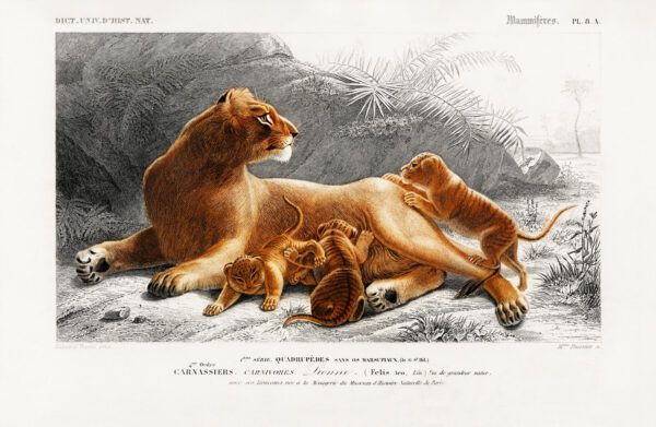 Lioness