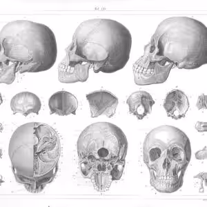 Skull anatomy