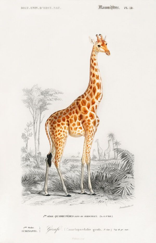 The giraffe