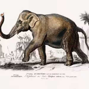 Elephant