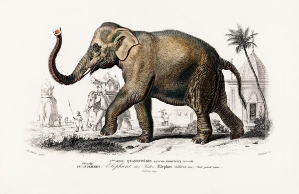 Elephant