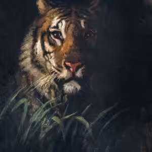 The tiger