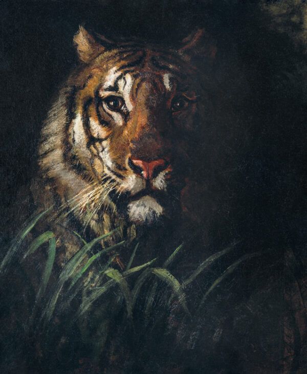 The tiger