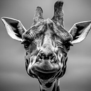 Giraffe face
