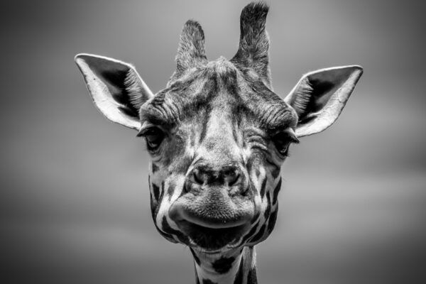 Giraffe face
