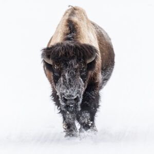 Mammoth