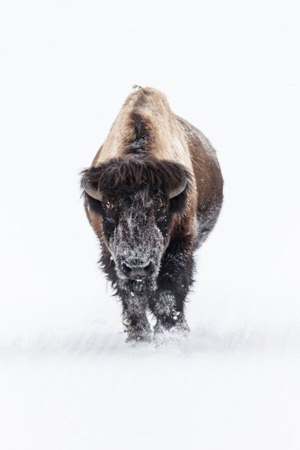 Mammoth