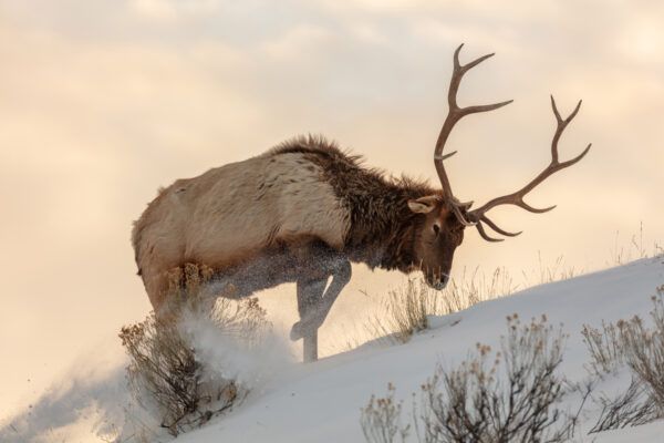 Reindeer