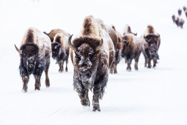 The pack