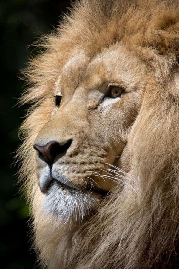 The lion