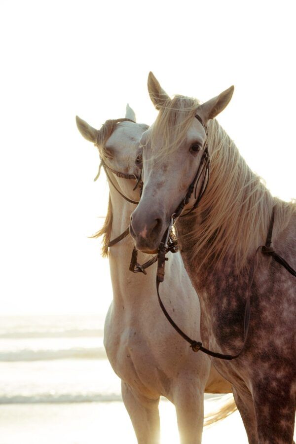 Horses