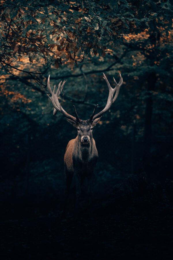 The deer