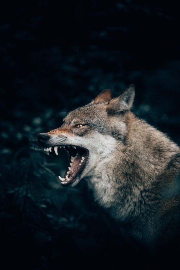 Wild wolf