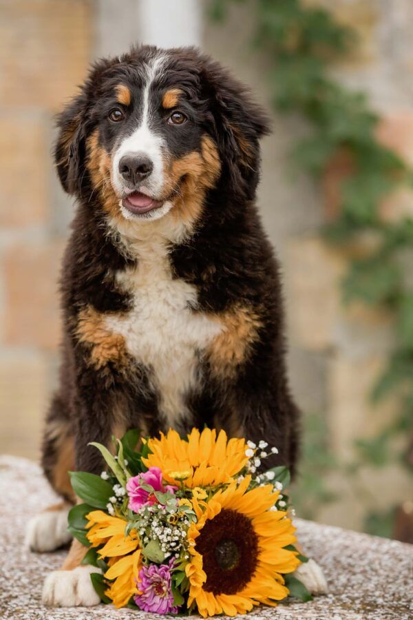 The happy dog