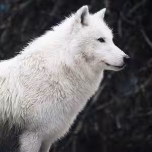 The white wolf