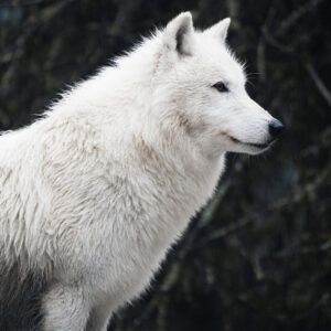 The white wolf