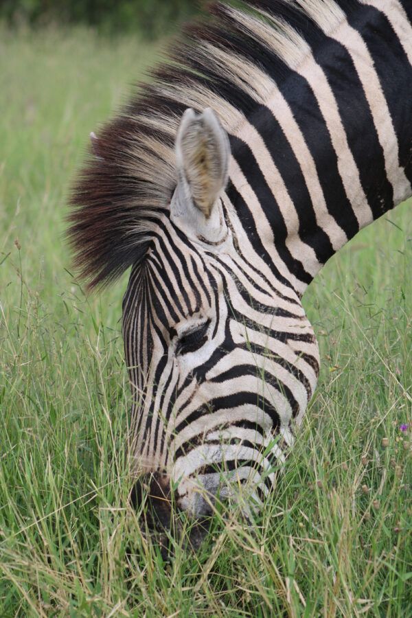 Zebra