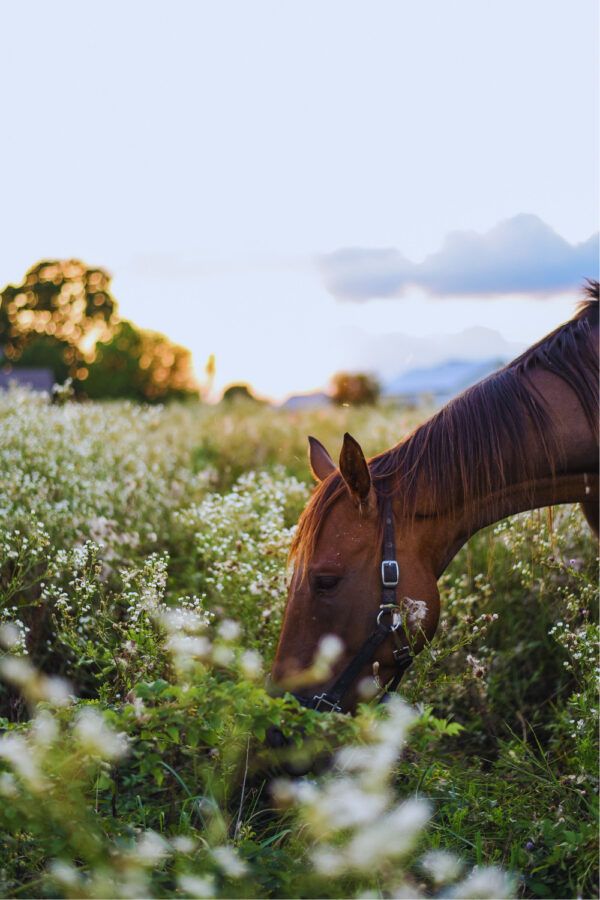 The horse