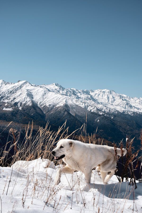 Happy dog in the snow