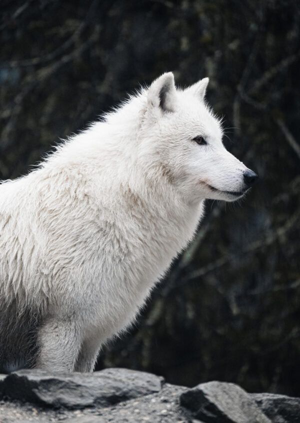 The wolf