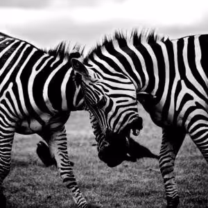Zebras