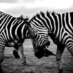 Zebras