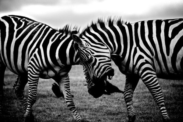 Zebras