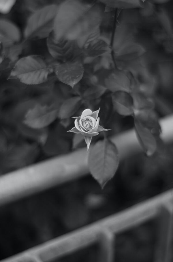 White rose