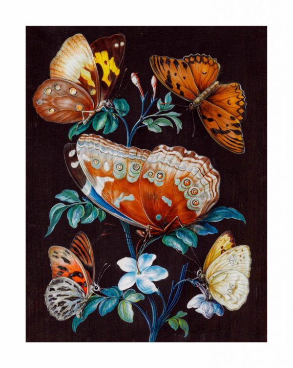 Butterflies