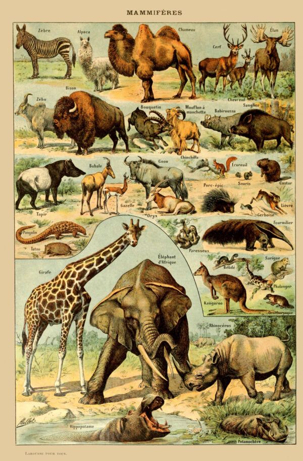 Animals