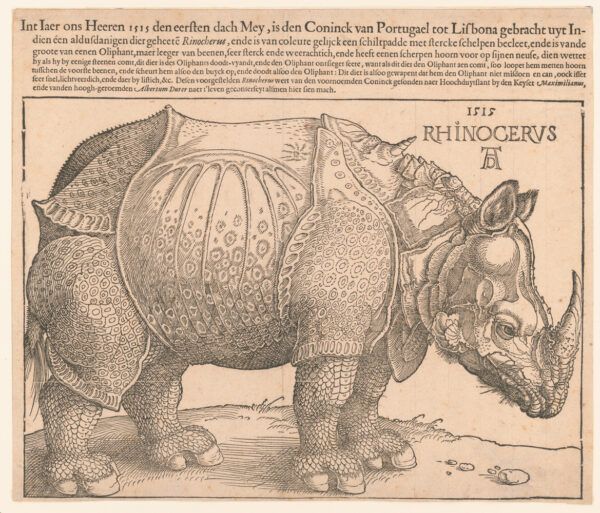 Rhinocervs
