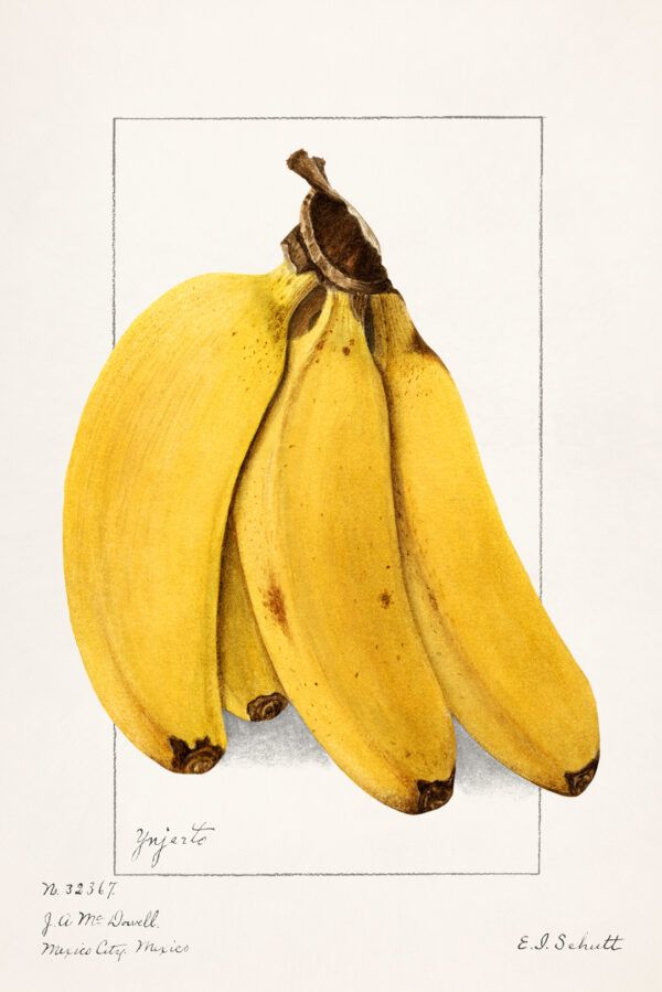 Fruits