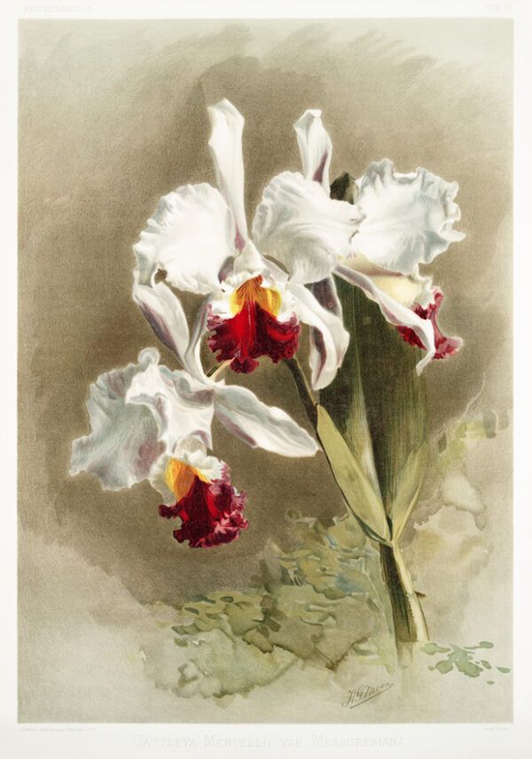 Orchid
