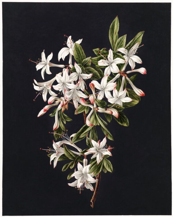 White flowers
