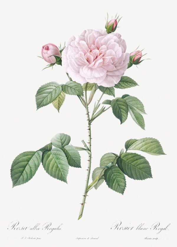 Pastel flower