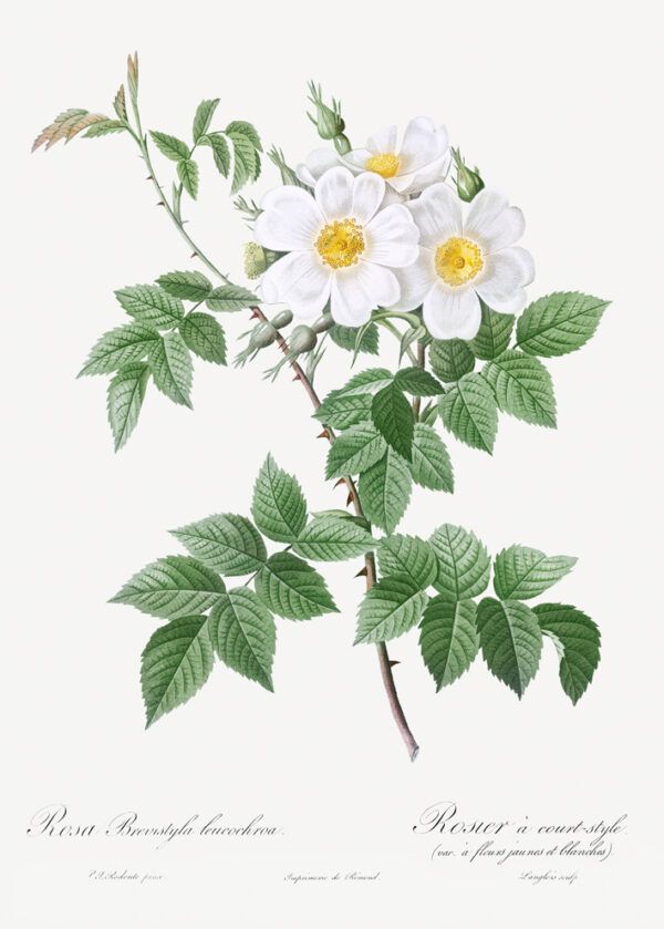 White flower