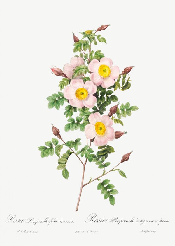 Pink bouquet