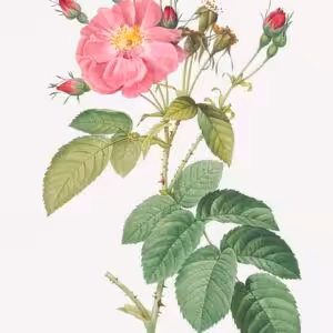 The Fuchsia flower