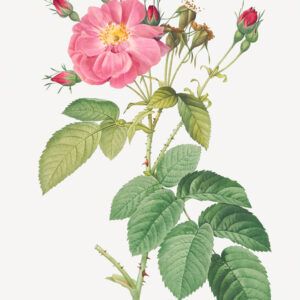 The Fuchsia flower