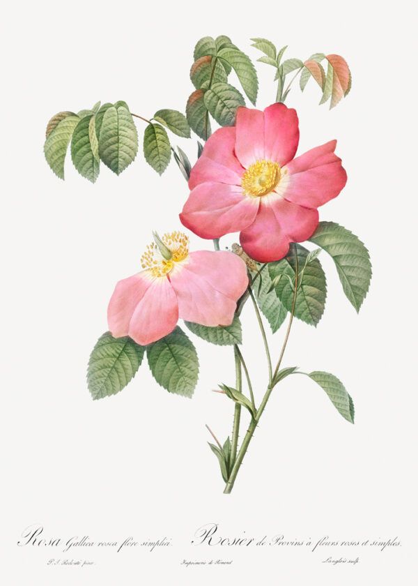 The pink flowers
