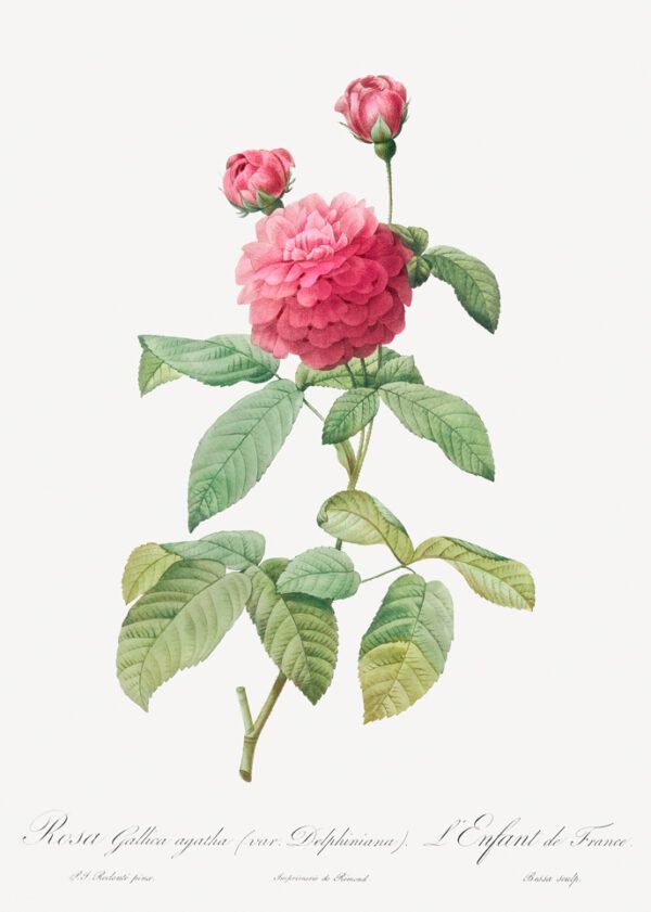 Fuchsia flower