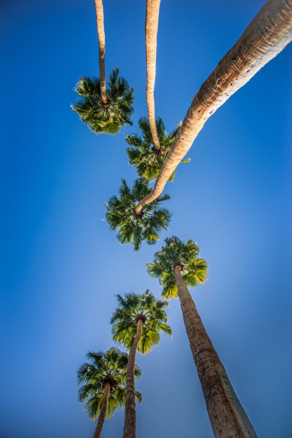 Palm trees